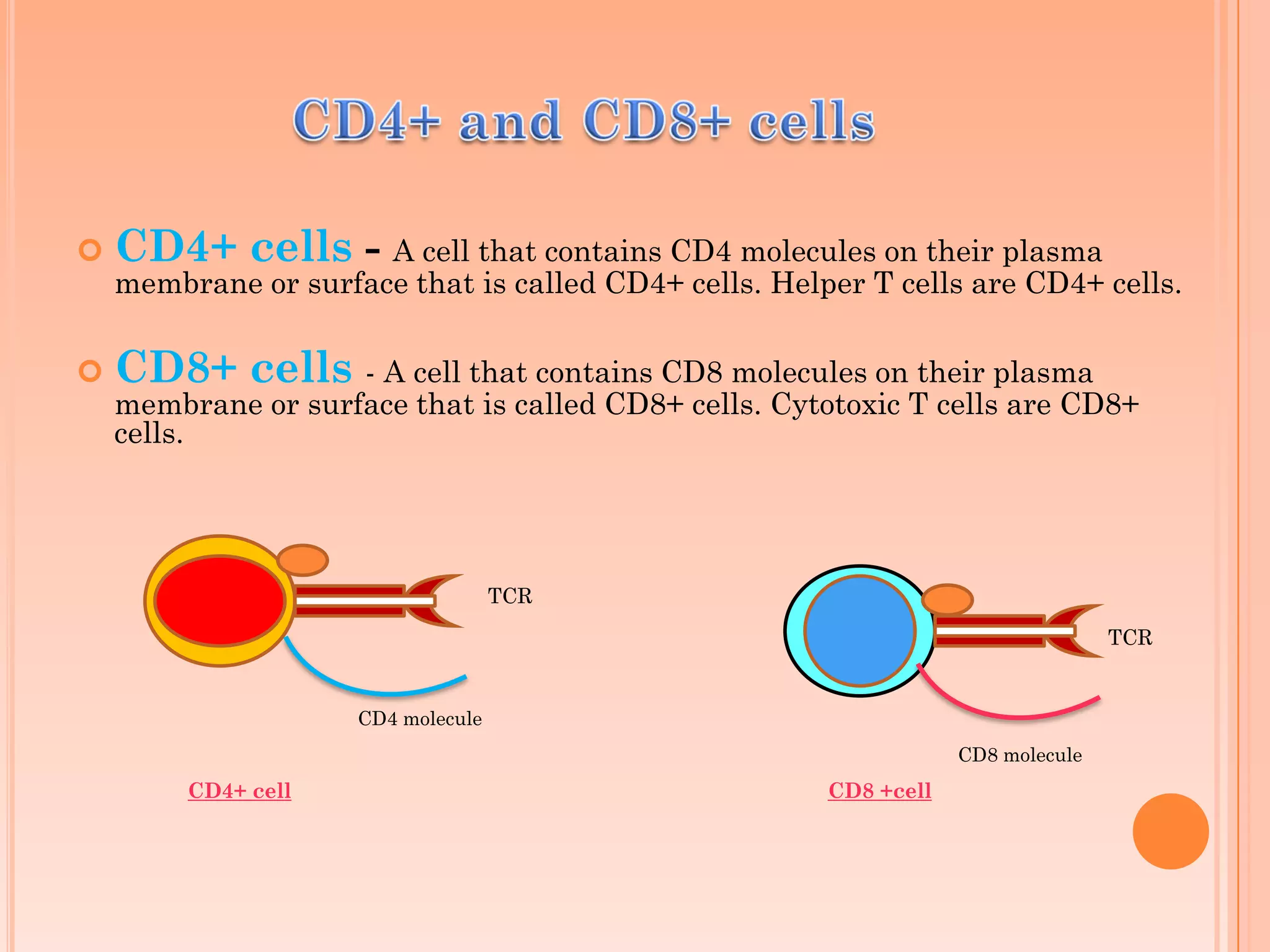  CD4+ cells - A cell that contains CD4 molecules on their plasma
membrane or surface that is called CD4+ cells. Helper T cells are CD4+ cells.
 CD8+ cells - A cell that contains CD8 molecules on their plasma
membrane or surface that is called CD8+ cells. Cytotoxic T cells are CD8+
cells.
TCR
TCR
CD4+ cell CD8 +cell
CD4 molecule
CD8 molecule
 