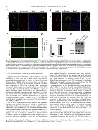 3.2. C3G expression induces changes in microtubule organization
Polymerization of microﬁlaments and microtubules regulates
morphology of most cells. But to what extent each of these
cytoskeletal elements contribute to process formation often varies.
The dependence of C3G to induce processes on intact microﬁlaments
and microtubules was tested by treatment of transfected cells with
either cytochalasin D (Cyto D) or nocodazole (NOC), agents that
disrupt actin ﬁlaments and microtubules (MTs), respectively. Cells
expressing C3G were treated with Cyto D or NOC for 4 h prior to
ﬁxation (conditions known to disrupt actin and tubulin structures)
and stained for C3G and F-actin or C3G and α-tubulin, respectively.
C3G induced extensions showed distinct α-tubulin bundles in the
shafts of untreated cells. Treatment resulted in loss of organized
microﬁlaments and microtubules as shown in Fig. 3A. It was observed
that both agents caused a decrease in number of C3G expressing cells
with NLEs (Fig. 3A and B).
Long NLEs are known to be associated with MT rearrangement.
C3G transfected MDA-MB-231 cells were stained for C3G expression
and acetylated-tubulin (Ac-tubulin), a marker for stabilized micro-
tubules [40]. It was observed that C3G induced extensions showed
prominent staining for Ac-tubulin, whereas weak staining was seen in
untransfected cells (Fig. 4A). The ability of C3G to affect microtubule
dynamics was also examined in a stability assay which monitors
nocodazole resistance as an indicator of stable microtubules [36]. C3G
transfected cells were treated with 5 μg/ml NOC for 30 min before
being processed for indirect immunoﬂuorescence using antibodies
against C3G and α-tubulin. It was observed that while MTs were
totally disrupted with total loss of α-tubulin staining in untransfected
cells, those expressing C3G retained staining for MT (Fig. 4B).
α-Tubulin staining was seen even in C3G expressing cells that lacked
NLEs, though not equally prominent. These results indicated that C3G
expression has a stabilizing effect on microtubules.
Colocalization of C3G with actin and tubulin in cellular extensions
and its ability to alter their dynamics indicated that C3G may be
binding to cytoskeletal elements in the cell. This was examined by
testing for resistance to methanol ﬁxation, which is known to
permeabilize cells and release cytosolic proteins while formaldehyde
ﬁxation preserves cytosolic proteins [41,42]. MDA-MB-231 cells were
transfected with either GFP or GFP-C3G on parallel coverslips and
ﬁxed using formaldehyde or methanol. Cells were scored for
proportion of GFP positive cells retained upon methanol ﬁxation
relative to proportion seen upon formaldehyde ﬁxation. It was
observed that only about 20% of GFP expressing cells were retained
upon methanol ﬁxation, whereas majority of GFP-C3G expressing
cells were retained (Fig. 4C and D). These results indicated that C3G
tagged GFP is associated with cellular structures while GFP is
primarily cytosolic.
Association of C3G with cytoskeletal elements was also determined
by fractionation of MDA-MB-231 cells expressing C3G. A fraction of C3G
was found in the triton insoluble fraction, which essentially comprises
cytoskeletal components like vimentin (Fig. 4E). The absence of
Fig. 4. C3G expression stabilizes microtubules. (A) C3G transfected cells were stained for C3G expression and Ac-tubulin. Blank panels show cells which were not incubated with
Ac-tubulin primary antibody. (B) C3G transfected cells were either left untreated (UT) or subjected to treatment with NOC (5 μg/ml for 30 min) and stained for C3G and α-tubulin.
Bar, 20 μm. (C) MDA-MB-231 cells were transfected with GFP or GFP-C3G and parallel coverslips ﬁxed using either formaldehyde or methanol. Images show representative ﬁelds of
cells with GFP expression. Bar, 20 μm. (D) Number of GFP expressing cells were quantitated under conditions of formaldehyde and methanol ﬁxation. Proportion of GFP positive cells
seen upon methanol ﬁxation was represented relative to number of GFP positive cells seen upon formaldehyde ﬁxation as 100%. (E) Presence of C3G in cytoskeletal fraction. Triton
insoluble and soluble fractions were made from MDA-MB-231 cells expressing C3G for 30 h followed by Western blotting to detect the presence of C3G in these fractions. Calnexin
and vimentin were used to determine the purity of triton soluble and cytoskeletal fractions respectively. WCL, whole cell lysate.
Fig. 5. C3G induced NLEs are dependent on Rap, Rac and Cdc42 function. MDA-MB-231 cells were transfected with C3G along with control plasmid, RAPGAP or Dn GTPases as
indicated. Bar, 20 μm. Representative ﬁelds of cells are shown in A and B and quantitation of NLEs in C. *pb0.0001.
460 K. Dayma, V. Radha / Biochimica et Biophysica Acta 1813 (2011) 456–465
 