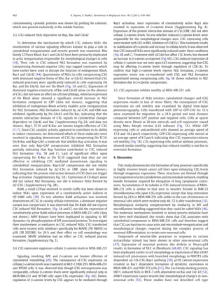 contaminating cytosolic proteins was shown by probing for calnexin,
which was present exclusively in the soluble fraction.
3.3. C3G induced NLEs dependent on Rap, Rac and Cdc42
To determine the mechanism by which C3G induces NLEs, the
involvement of various signaling effectors known to play a role in
cytoskeletal reorganization and neurite growth was examined. Rho
family GTPases RhoA, Rac1 and Cdc42 have been primarily implicated
in actin reorganization responsible for morphological changes in cells
[43]. Their role in C3G induced NLE formation was examined by
coexpressing dominant negative (Dn) myc-tagged constructs, which
have earlier been used to disrupt the function of endogenous RhoA,
Rac1 and Cdc42 [44]. Quantitation of NLEs in cells coexpressing C3G
with dominant negative forms of Rho, Rac or Cdc42 showed that C3G
induced processes were signiﬁcantly reduced in cells expressing Dn
Rac and Dn Cdc42, but not Dn RhoA (Fig. 5A and C). Expression of
dominant negative constructs of Rac and Cdc42 alone (in the absence
of C3G) did not have an effect on cell morphology, whereas expression
of Dn RhoA alone showed a signiﬁcant overall increase in NLE
formation compared to GFP (data not shown), suggesting that
inhibition of endogenous RhoA activity enables actin reorganization
for NLE formation. NLE formation induced by ΔC-C3G and CBR was
inhibited signiﬁcantly by Dn Cdc42 and Dn Rac, indicating that the
protein interaction domain of C3G signals to cytoskeletal changes
dependent on Cdc42 and Rac (Supplementary Fig 2A, and data not
shown). Rap1, TC10 and R-Ras are known targets/effectors of C3G
[5–7]. Since C3G catalytic activity appeared to contribute to its ability
to induce extensions, we determined which of these molecules were
involved in signaling downstream of C3G by coexpressing Dn TC10,
Dn R-Ras and Rap-GAP, a molecule that inhibits Rap activation. It was
seen that only Rap-GAP coexpression inhibited NLE formation
partially indicating that Rap function contributed to C3G induced
NLE formation (Fig. 5B and C). Lack of signiﬁcant effect upon
coexpressing Dn R-Ras or Dn TC10 suggested that they are not
effective in inhibiting C3G mediated downstream signaling to
cytoskeletal reorganization. Rap-GAP coexpression did not inhibit
NLE formation induced by ΔC-C3G or CBR (data not shown),
indicating that the protein interaction domain of C3G does not trigger
Rap activation (Supplementary Fig. 2A). Expression of CA-Rap1 alone
did not induce NLE formation, nor did it enhance NLEs formed by
ΔC-C3G (Supplementary Fig. 2B).
Rab8, a small GTPase involved in vesicle trafﬁc has been shown to
induce NLEs upon expression of a constitutively active isoform in
HT-1080 cells [39]. To test whether Rab8 activation was involved
downstream of C3G in causing cellular extensions, a dominant negative
variant was coexpressed. It was observed that Dn Rab8 did not repress
C3G induced NLE formation; (Fig. 5A and C) nor did the expression of
constitutively active Rab8 induce processes in MDA-MB-231 cells (data
not shown). MAP kinases have been implicated in signaling to MT
dynamics via phosphorylation of MT associated proteins. To investigate
their involvement as mediators in C3G induced NLEs, C3G transfected
cells were treated with inhibitors speciﬁcally for MAPK (PD 98059) or
p38 (SB 203580) for 24 h and their effect on cell morphology was
examined. MAPK inhibition had no effect on C3G induced process
formation (Supplementary Fig. 3).
3.4. C3G expression suppresses cellular β-catenin levels in MDA-MB-231
Signaling involving APC and β-catenin are known effectors of
cytoskeletal remodeling [45]. The consequence of C3G expression on
cellular β-catenin levels was examined in MCF-7, HEK 293, MDA-MB-231
and BT549 cells. It was observed that though C3G overexpression was
comparable, cellular β-catenin levels were signiﬁcantly reduced only in
MDA-MB-231 and BT549 cells upon C3G expression (Fig. 6A). Down-
regulation of β-catenin levels by C3G appears to be mediated through
Rap1 activation, since expression of constitutively active Rap1 also
resulted in repression of β-catenin levels (Supplementary Fig. 4).
Expression of the protein interaction domain of C3G(CBR) did not alter
cellular β-catenin levels. To test whether reduced β-catenin levels were
responsible for the morphological changes seen, C3G expressing cells
were treated with LiCl or BIO, inhibitors of GSK3-β. This treatment results
in stabilization of β-catenin and increase in cellular levels. It was observed
that C3G induced NLEs were signiﬁcantly reduced under these conditions
(Fig. 6B and C). Treatment with LiCl did not affect C3G levels, but showed
an increase in β-catenin as expected (Fig. 6D). C3G-induced repression of
cellular β-catenin was not seen upon LiCl treatment, suggesting that C3G
may be affecting β-catenin levels through regulation of GSK-3β. To
conﬁrm that high β-catenin levels repress NLE formation, β-catenin
expression vector was co-transfected with C3G and NLE formation
quantitated among coexpressing cells. Fig. 6E shows reduction in NLE
formation due to β-catenin coexpression.
3.5. C3G expression inhibits motility of MDA-MB-231 cells
Since formation of NLEs involves cytoskeletal changes and C3G
expression results in loss of stress ﬁbers, the consequence of C3G
expression on cell motility was examined by digital time-lapse
photomicrography. Cells transfected with GFP or GFP-C3G for 12 h
were examined for migration for a 24 h period and total distance
compared between GFP positive and negative cells. Cells at sparse
density were ﬁlmed at 20 min intervals and cell trajectories traced
using Meta Morph version 6.10 software (Fig. 7A). While GFP
expressing cells or untransfected cells showed an average speed of
17.8 and 18.2 μm/h respectively, GFP-C3G expressing cells moved at
an average speed of 8.7 μm/h indicating that C3G expression reduces
cell motility (Fig. 7B). C3G expressing cells, with or without processes,
showed similar motility, suggesting that reduced motility is not due to
extension formation.
4. Discussion
This study demonstrates the formation of long processes speciﬁcally
in highly invasive breast cancer cell lines upon enhancing C3G levels
through exogenous expression. These structures are formed through
rearrangementofactin cytoskeleton and microtubule network, enabling
bundle formation required for elongation of long cytoplasmic exten-
sions. Accumulation of Ac-tubulin in C3G induced extensions of MDA-
MB-231 cells is similar to that seen in neurites formed in IMR-32
neuroblastoma cells upon C3G expression except that long extensions
formed by 24 h in MDA-MB-231 cells unlike in the case of extensions in
neuronal cells which were evident only 48–72 h after transfection [32].
Morphological similarity complemented by similarity in MT and
microﬁlament bundling suggested that they could be called NLEs [46].
The molecular mechanisms involved in neural process initiation have
not been well elucidated. Our results show that C3G associates with
cytoskeletal components in MDA-MB-231 cells and therefore suggest
that C3G can function to cause actin and microtubule reorganization and
morphological changes required during the complex process of
neuronal differentiation, in certain non-neuronal cells.
Outgrowth of neurite-like processes in response to certain
extracellular stimuli has been shown in other non-neuronal cells
[47]. Expression of neuronal proteins like drebrin or Neuro-p24
results in formation of NLE in ﬁbroblasts [48,49]. C3G signaling has
been implicated earlier in cell morphology as expression of Myr-CHAT
induced cell protrusions with branched morphology in NIH3T3 cells
dependent on Crk-C3G-Rap1 pathway [50]. p120 catenin expression
resulted in Rac1 dependent formation of dendritic extensions in
MDA-MB-231 and NIH 3T3 cells [51]. The Cas family docking protein,
HEF1, induced NLEs in MCF-7 cells dependent on Rac and Cdc 42 [52].
ZNRF1 expression causes neurite-like morphological changes in non-
neuronal cells [53]. These studies have not described cell type
462 K. Dayma, V. Radha / Biochimica et Biophysica Acta 1813 (2011) 456–465
 
