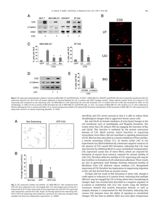 speciﬁcity and C3G seems unusual in that it is able to induce these
morphological changes only in aggressive breast cancer cells.
Rac and Cdc42 are known mediators of actin based changes at the
cell membrane such as lamellipodia and ﬁlopodia formation. Our
results show that C3G induces NLE by engaging the functions of Rac
and Cdc42. This function is mediated by the protein interaction
domain of C3G. RhoA activity, which functions in organizing
intracellular stress ﬁbers, did not contribute to signaling downstream
of C3G. Rho has been described as a neurite inhibitory GTPase and Rac,
a neurite promoting GTPase [51]. As shown earlier [46] in our
experiments too, RhoA inhibition by a dominant negative construct in
the absence of C3G caused NLE formation, indicating that C3G may
also function by inhibiting RhoA to cause cytoskeletal reorganization.
C3G expression causes loss of stress ﬁbers, which are required for
formation of mature focal contacts, required for normal motility of
cells [54]. Therefore defective motility in C3G expressing cells may be
due to defects in formation of cell substratum adhesions. These results
are also in agreement with ﬁndings showing enhanced motility of
ﬁbroblasts from C3G deﬁcient mouse embryos [33]. Deregulated
expression of C3G therefore has implications in suppressing migration
in this cell line derived from an invasive tumor.
CA-Rap1 did not result in NLE formation in these cells, though it
could signal to reduction in β-catenin levels, indicating that multiple
effectors may be engaged by C3G to bring about these morphological
changes. Rap1 has recently been described as a negative regulator of
β-catenin in endothelial cells [55]. Our results using the deletion
constructs showed that protein interaction domain, as well as
catalytic domain, is compromised for NLE formation, indicating that
various C3G domains have the ability of signaling to cytoskeletal
changes. The fact that no additive effect was seen upon coexpression
Fig. 7. C3G expression inhibits cell motility. (A) MDA-MB-231 cells transfected with
GFP-C3G were subjected to live cell imaging after 16 h and imaged every 20 min for a
total period of 24 h. Panels show paths of non-expressing cells and GFP-C3G expressing
cells captured for a period of 6 h. Bar, 50 μm. (B) Average speed of non-expressing cells,
GFP or GFP-C3G expressing cells tracked for a period of 24 h. Data was averaged using
multiple cells from two independent experiments. *pb0.0001.
Fig. 6. C3G expression downregulates cellular β-catenin in MDA-MB-231 and BT549 cells. (A) MCF-7, MDA-MB-231, HEK293T and BT549 cells were transiently transfected with C3G
expression plasmid (for 30 h) and cell lysates subjected to Western blotting for C3G, β-catenin and CDK2 (loading control). Values indicate relative levels of β-catenin in C3G
expressing cells compared to non-expressing cells. (B) MDA-MB-231 cells expressing C3G were left untreated (UT) or treated with LiCl or BIO and examined for effect on cell
morphology. (C) Effect of LiCl on extent of NLE formation by C3G in MDA-MB-231 and BT549 cells. *pb0.01. (D) Lysates of MDA-MB-231 cells treated as in (C) were subjected to
Western blotting for C3G, β-catenin and CDK2. (E) β-catenin coexpression inhibits C3G induced NLE formation. Quantitation of NLE formation in MDA-MB-231 cells expressing C3G
along with control or β-catenin expressing plasmids. *pb0.001.
463K. Dayma, V. Radha / Biochimica et Biophysica Acta 1813 (2011) 456–465
 