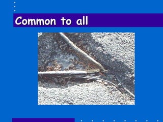 Common to allCommon to all
 