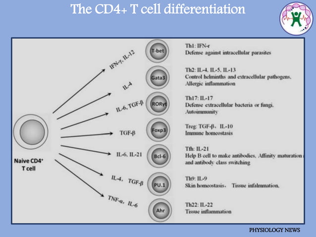 Cd4+ T cell- The 'quarterback' of Immune System. | PPT