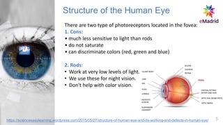 There are two type of photoreceptors located in the fovea:
1. Cons:
• much less sensitive to light than rods
• do not saturate
• can discriminate colors (red, green and blue)
2. Rods:
• Work at very low levels of light.
• We use these for night vision.
• Don't help with color vision.
Structure of the Human Eye
5
https://scienceeasylearning.wordpress.com/2015/05/27/structure-of-human-eye-and-its-working-and-defects-in-human-eye/
 