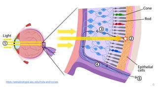 6
https://askabiologist.asu.edu/rods-and-cones
 