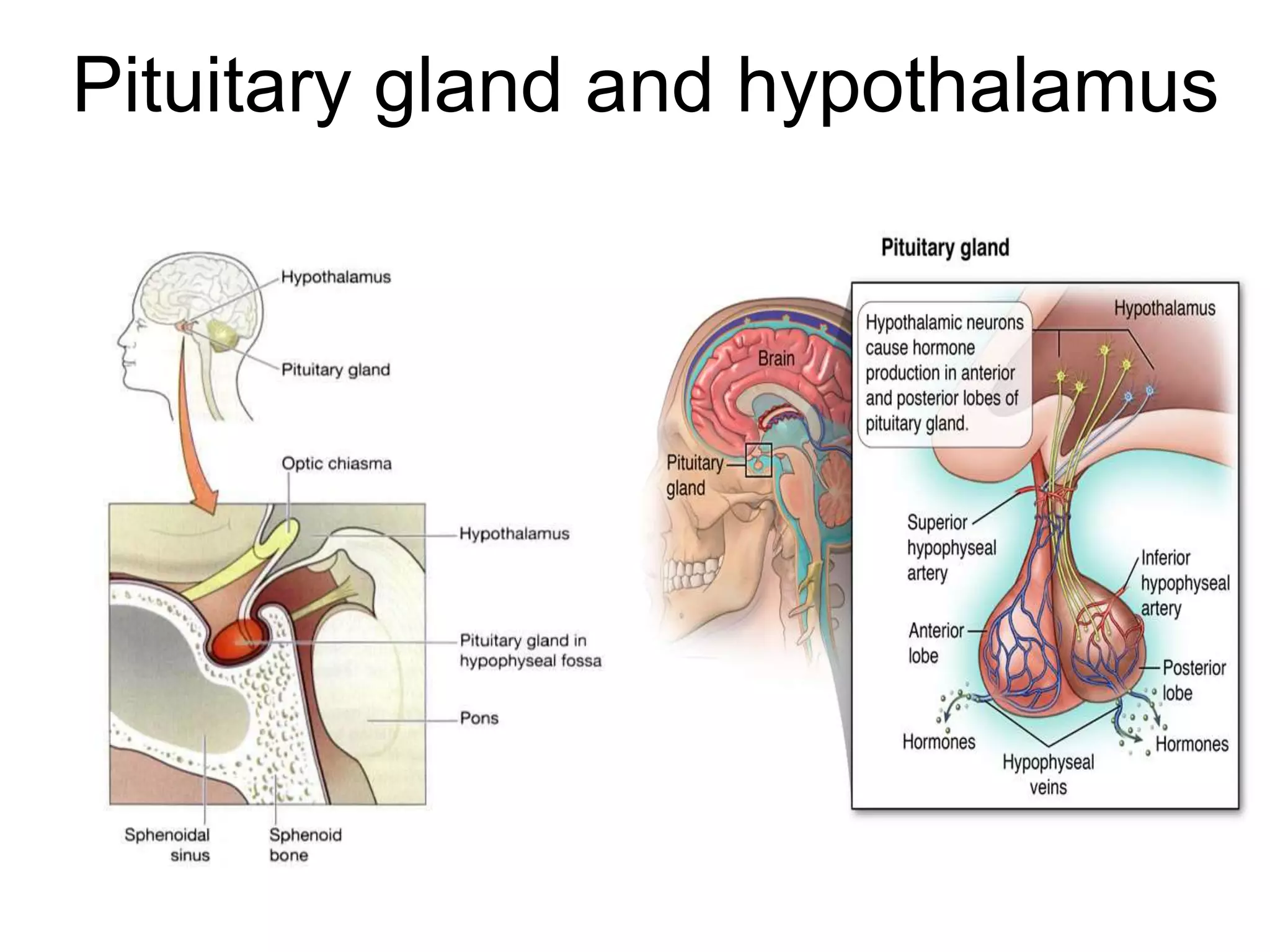 Pituitary gland and hypothalamus
 