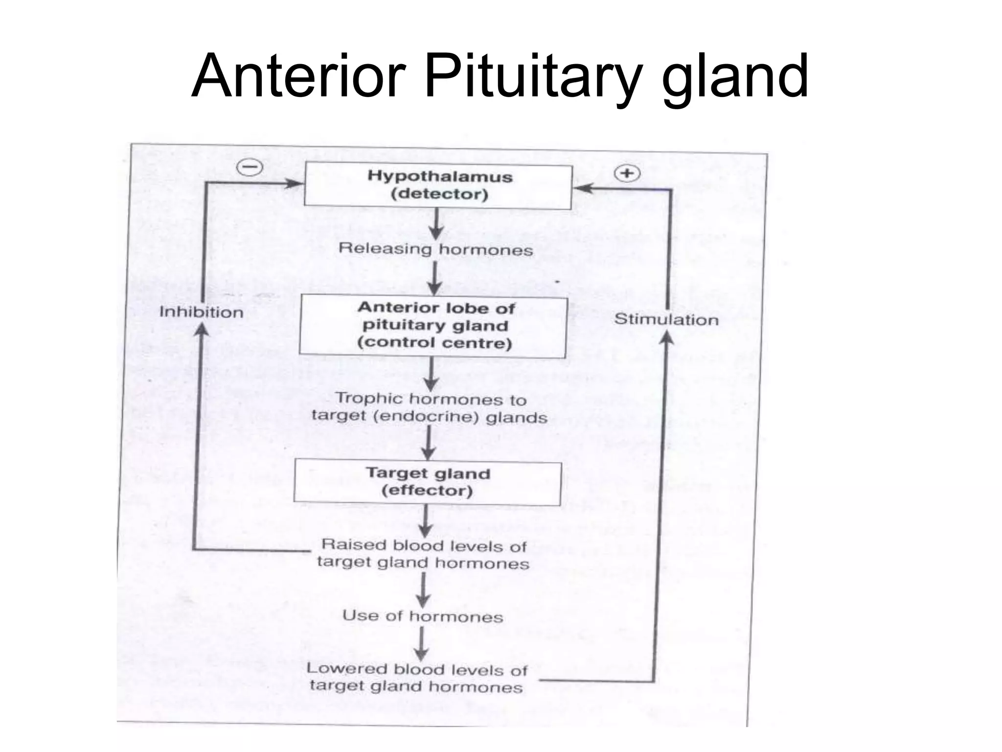 Anterior Pituitary gland
 