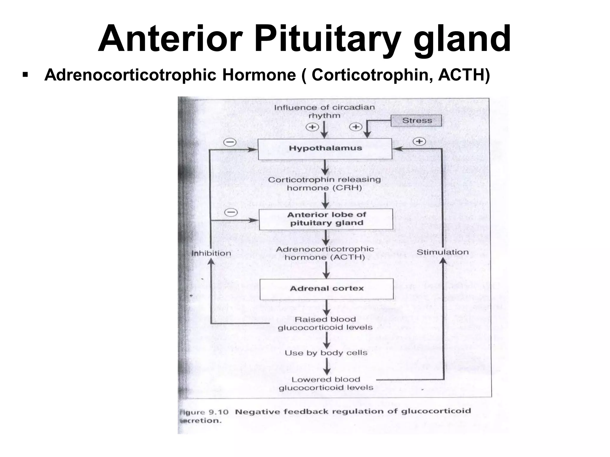  Adrenocorticotrophic Hormone ( Corticotrophin, ACTH)
Anterior Pituitary gland
 