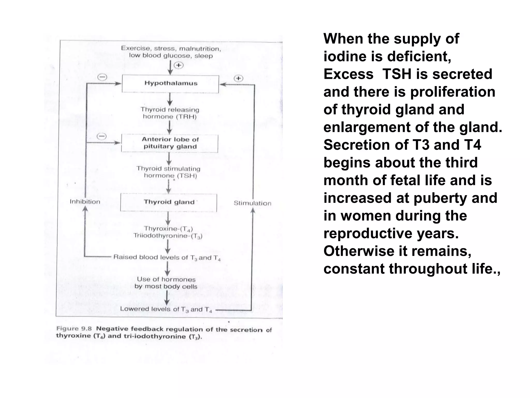 When the supply of
iodine is deficient,
Excess TSH is secreted
and there is proliferation
of thyroid gland and
enlargement of the gland.
Secretion of T3 and T4
begins about the third
month of fetal life and is
increased at puberty and
in women during the
reproductive years.
Otherwise it remains,
constant throughout life.,
 