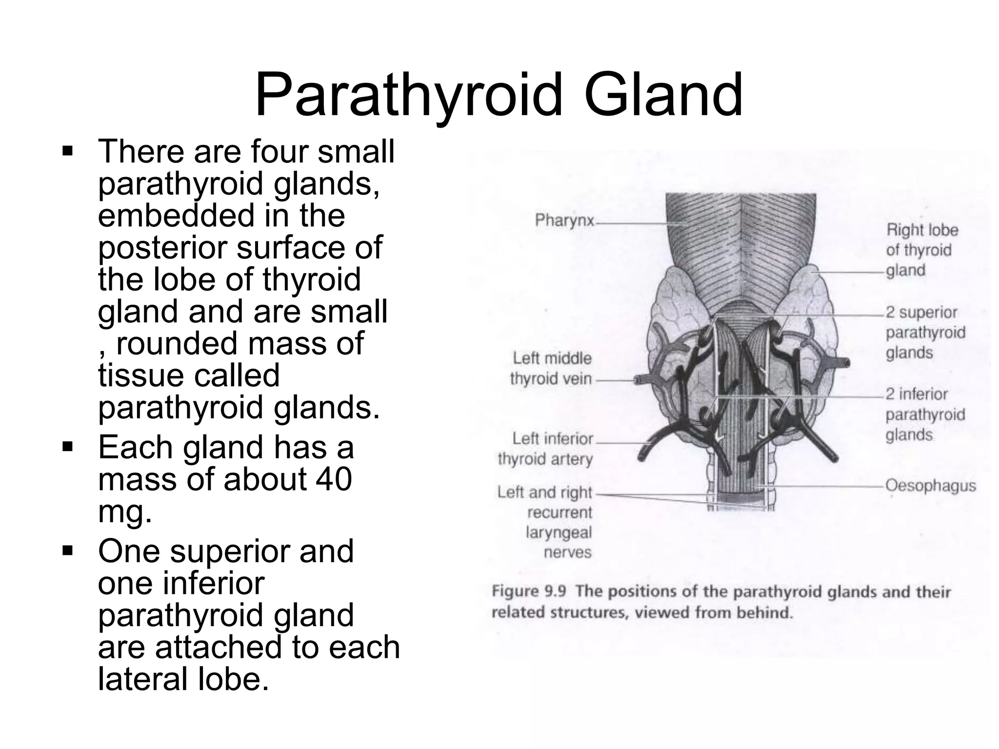 Parathyroid Gland
 There are four small
parathyroid glands,
embedded in the
posterior surface of
the lobe of thyroid
gland and are small
, rounded mass of
tissue called
parathyroid glands.
 Each gland has a
mass of about 40
mg.
 One superior and
one inferior
parathyroid gland
are attached to each
lateral lobe.
 