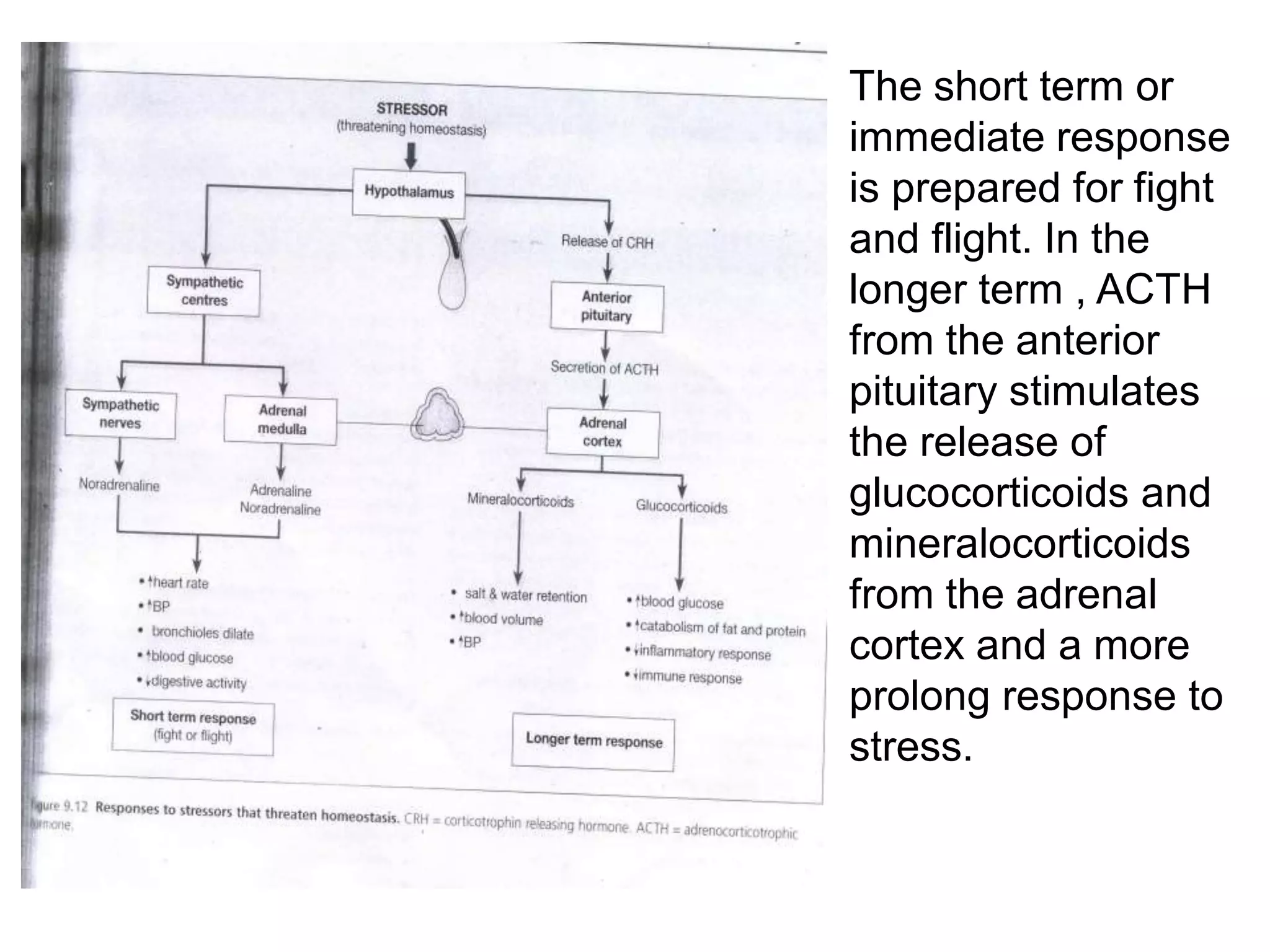 The short term or
immediate response
is prepared for fight
and flight. In the
longer term , ACTH
from the anterior
pituitary stimulates
the release of
glucocorticoids and
mineralocorticoids
from the adrenal
cortex and a more
prolong response to
stress.
 