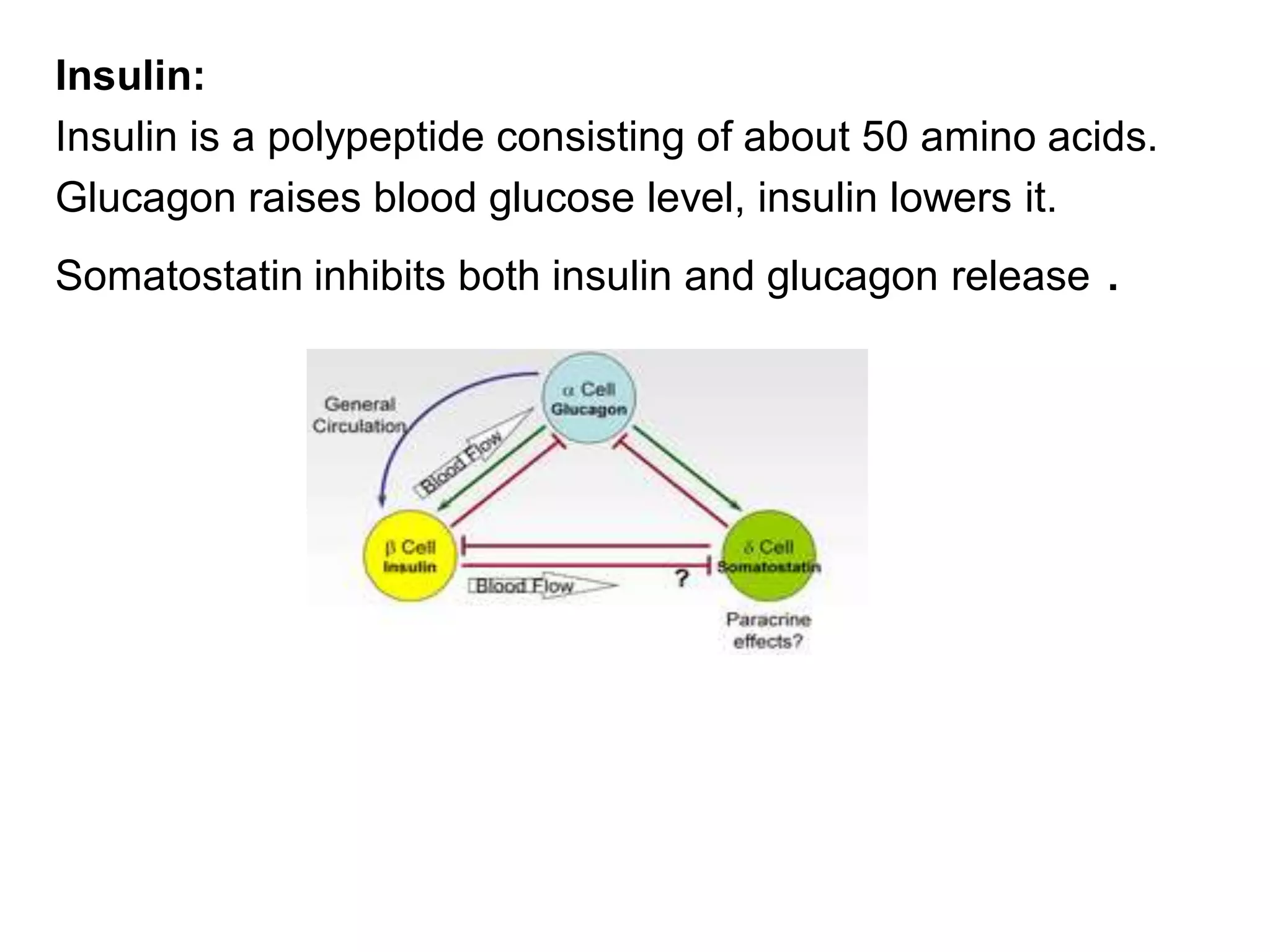 Insulin:
Insulin is a polypeptide consisting of about 50 amino acids.
Glucagon raises blood glucose level, insulin lowers it.
Somatostatin inhibits both insulin and glucagon release .
 