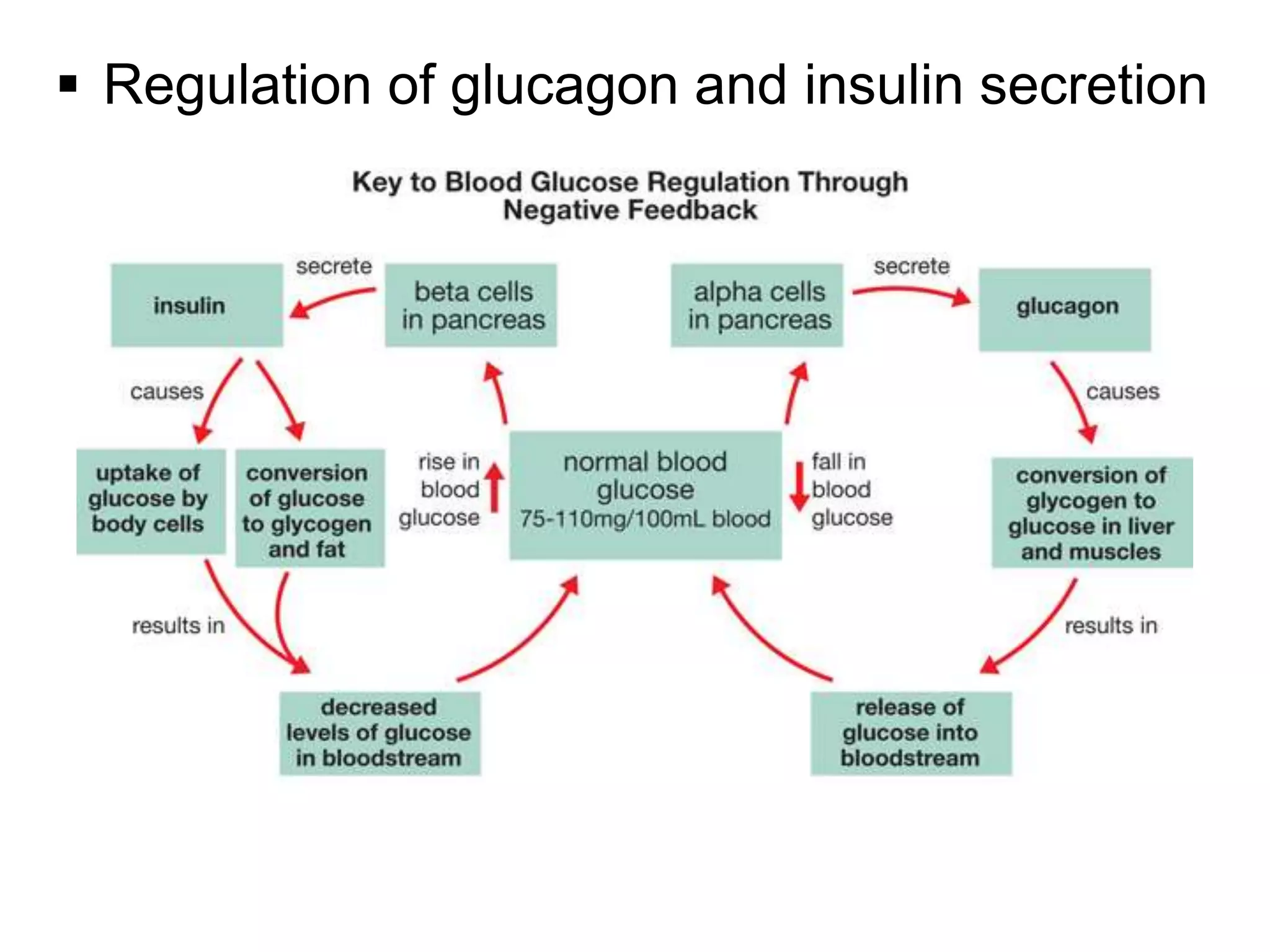  Regulation of glucagon and insulin secretion
 