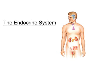 The Endocrine System
 