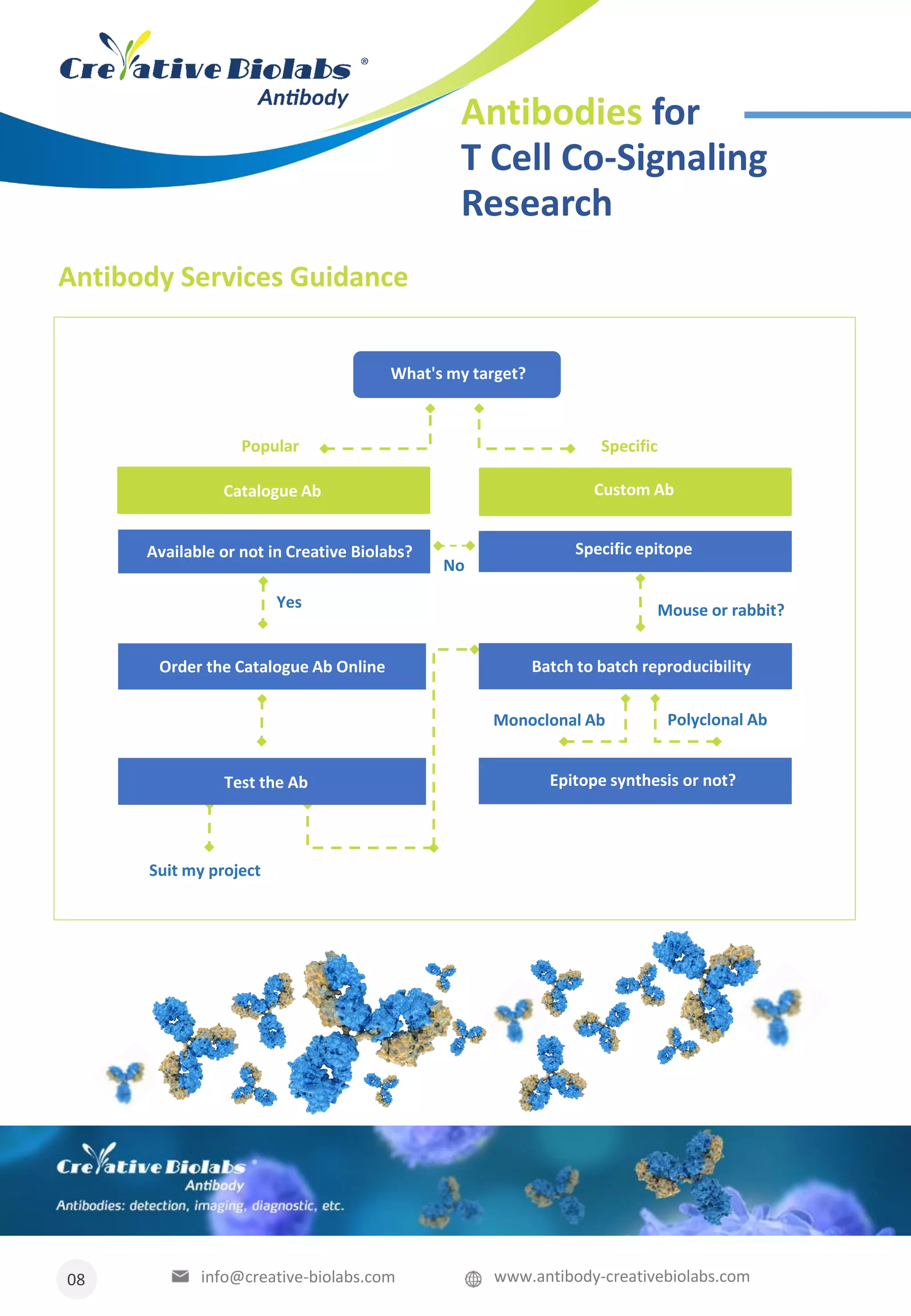 Cd96 antibody for t cell co signaling research PDF