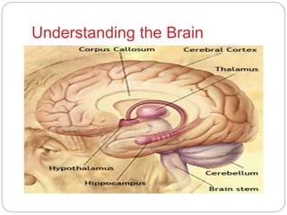 Understanding the Brain
 