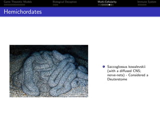 Game Theoretic Models Biological Deception Multi-Cellularity Immune System
Hemichordates
Saccoglossus kowalevskii
(with a diﬀused CNS;
nerve-nets) - Considered a
Deuterstome
 
