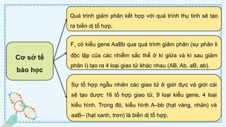 CD Bai 38 Quy luat di truyen cua Mendel.pptx