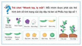 CD Bai 38 Quy luat di truyen cua Mendel.pptx