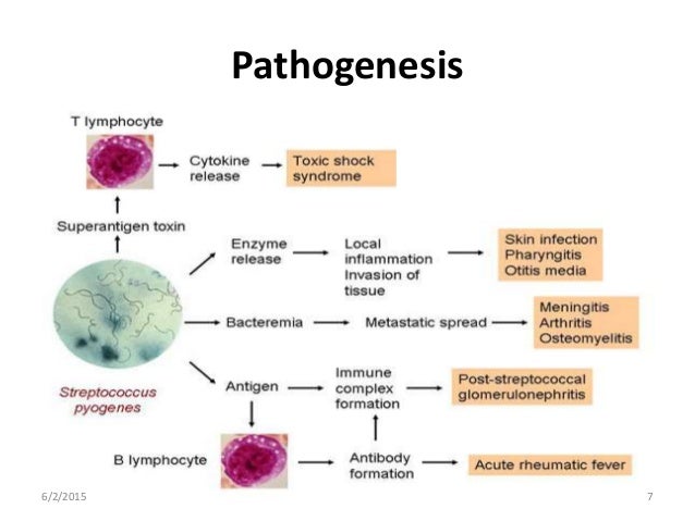 Pathogenesis 6/2/2015 7  