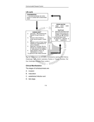 Communicable Disease Control
119
Life cycle
Fig. 5.3 Transmission and life cycle of Schistosoma species. (From Monica
Chesbrough, 1998, District Laboratory Practice in Tropical Countries, Part
One, Cambridge University Press, London.)
Clinical Manifestation
The stages of schistosomiasis are:
A. invasion
B. maturation
C. established infection and
D. late stage.
TRANSMISSION
1. Cercariae penetrate skin when
person in contact with contaminated
water
FRESH WATER
7. Eggs reach water.
Miracidia hatch
Snail host
8. Miracidia penetrate snail.
Become sporocysts and
multiply (2 generations).
Sporocysts Î cercariae.
9. Cercariae leave snail.
(S.Japonicum attaches to
water vegetation).
HUMAN HOST*
2. Cercariae Î Schistosomula.
Migrate through lungs and
liver.
3. Become mature flukes in
portal venous system. Flukes
pair.
4. Migrate to veins of lower large
intestine (S. haematobium to
veins of bladder)
5. Eggs laid in venules. Burrow
through into intestine (eggs of
S. haematobium into bladder)
6. Eggs passed in feces. (S.
haematobium in urine).
*S. japonicum also infects animals.
 