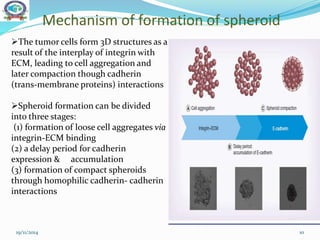 Mechanism of formation of spheroid
19/11/2014 10
The tumor cells form 3D structures as a
result of the interplay of integrin with
ECM, leading to cell aggregation and
later compaction though cadherin
(trans-membrane proteins) interactions
Spheroid formation can be divided
into three stages:
(1) formation of loose cell aggregates via
integrin-ECM binding
(2) a delay period for cadherin
expression & accumulation
(3) formation of compact spheroids
through homophilic cadherin- cadherin
interactions
 