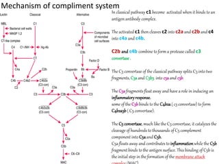 Mechanism of compliment system
In classical pathway c1 become activated when it binds to an
antigen antibody complex.
The activated c1 then cleaves c2 into c2a and c2b and c4
into c4a and c4b.
C2b and c4b combine to form a protease called c3
convertase.
The C3 convertase of the classical pathway splits C3 into two
fragments, C3aand C3b3 into c3a and c3b.
The C3afragments float away and have a role in inducing an
inflammatoryresponse.
some of the C3bbinds to the C4b2a( c3 convertase) to form
C4b2a3b( C5 convertase).
The C5 convertase, much like the C3 convertase, it catalyzes the
cleavage of hundreds to thousands of C5 complement
component into C5aand C5b.
C5a floats away and contributes to inflammationwhile the C5b
fragment binds to the antigen surface. This binding of C5b is
the initial step in the formation of the membrane attack
 