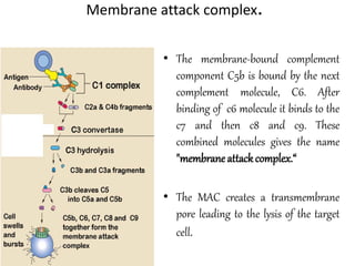 Membrane attack complex.
• The membrane-bound complement
component C5b is bound by the next
complement molecule, C6. After
binding of c6 molecule it binds to the
c7 and then c8 and c9. These
combined molecules gives the name
"membraneattackcomplex.“
• The MAC creates a transmembrane
pore leading to the lysis of the target
cell.
 