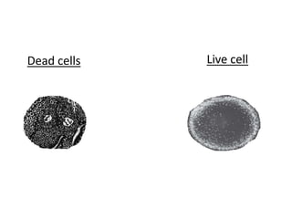 Live cellDead cells
 