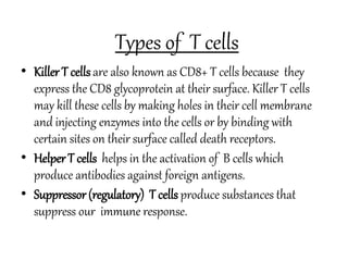 Types of T cells
• KillerT cells are also known as CD8+ T cells because they
express the CD8 glycoprotein at their surface. Killer T cells
may kill these cells by making holes in their cell membrane
and injecting enzymes into the cells or by binding with
certain sites on their surface called death receptors.
• HelperT cells helps in the activation of B cells which
produce antibodies against foreign antigens.
• Suppressor(regulatory) T cells produce substances that
suppress our immune response.
 