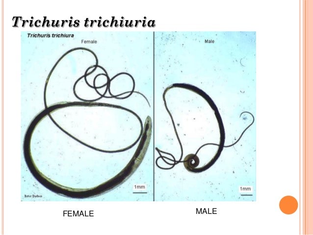 Cdc health and parasitology