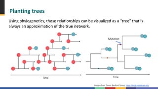 CDC How to read a phylogenetic tree.pdf