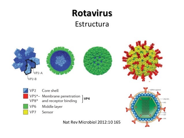 Resultado de imagen de rotavirus estructura