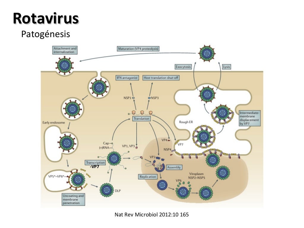 Viral Gastroenteritis