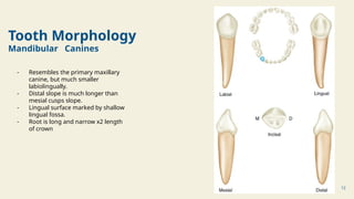 Labiolingually CDE _ Difference Between Primary Dentition & Permanent Dentition.pptx
