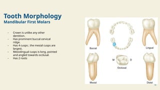 Promient Back Tooth CDE _ Difference Between Primary Dentition & Permanent Dentition.pptx