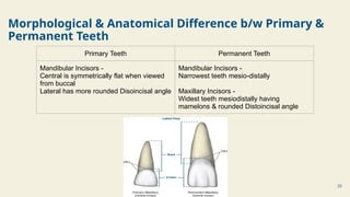 CDE _ Difference Between Primary Dentition & Permanent Dentition.pptx