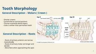 Slender Tooth CDE _ Difference Between Primary Dentition & Permanent Dentition.pptx