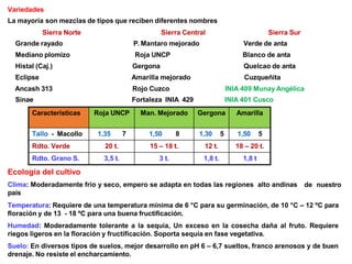 Variedades
La mayoría son mezclas de tipos que reciben diferentes nombres
Sierra Norte Sierra Central Sierra Sur
Grande rayado P. Mantaro mejorado Verde de anta
Mediano plomizo Roja UNCP Blanco de anta
Histal (Caj.) Gergona Quelcao de anta
Eclipse Amarilla mejorado Cuzqueñita
Ancash 313 Rojo Cuzco INIA 409 Munay Angélica
Sinae Fortaleza INIA 429 INIA 401 Cusco
PNICA 10
Características Roja UNCP Man. Mejorado Gergona Amarilla
Tallo - Macollo 1,35 7 1,50 8 1,30 5 1,50 5
Rdto. Verde 20 t. 15 – 18 t. 12 t. 18 – 20 t.
Rdto. Grano S. 3,5 t. 3 t. 1,8 t. 1,8 t
Ecología del cultivo
Clima: Moderadamente frío y seco, empero se adapta en todas las regiones alto andinas
país
de nuestro
Temperatura: Requiere de una temperatura mínima de 6 °C para su germinación, de 10 °C – 12 ºC para
floración y de 13 - 18 ºC para una buena fructificación.
Humedad: Moderadamente tolerante a la sequía, Un exceso en la cosecha daña al fruto. Requiere
riegos ligeros en la floración y fructificación. Soporta sequía en fase vegetativa.
Suelo: En diversos tipos de suelos, mejor desarrollo en pH 6 – 6,7 sueltos, franco arenosos y de buen
drenaje. No resiste el encharcamiento.
 