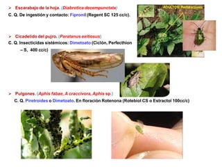  Escarabajo de la hoja. (Diabrotica decempunctata)
C. Q. De ingestión y contacto: Fipronil (Regent SC 125 cc/c).
 Cicadelido del pujro. (Paratanus exitiosus)
C. Q. Insecticidas sistémicos: Dimetoato (Ciclón, Perfecthion
– S, 400 cc/c)
 Pulgones. (Aphis fabae, A craccivora, Aphis sp.)
C. Q. Piretroides o Dimetoato. En floración Rotenona (Rotebiol CS o Estractol 100cc/c)
 