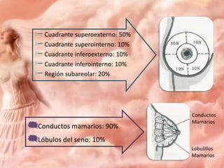 Cuadrante superoexterno: 50%
Cuadrante superointerno: 10%
Cuadrante inferoexterno: 10%
Cuadrante inferointerno: 10%
Región subareolar: 20%

Conductos mamarios: 90%
Lóbulos del seno: 10%

Conductos
Mamarios

Lobulillos
Mamarios

 