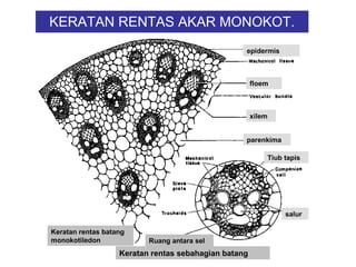 Cdf5 Pengangkutan