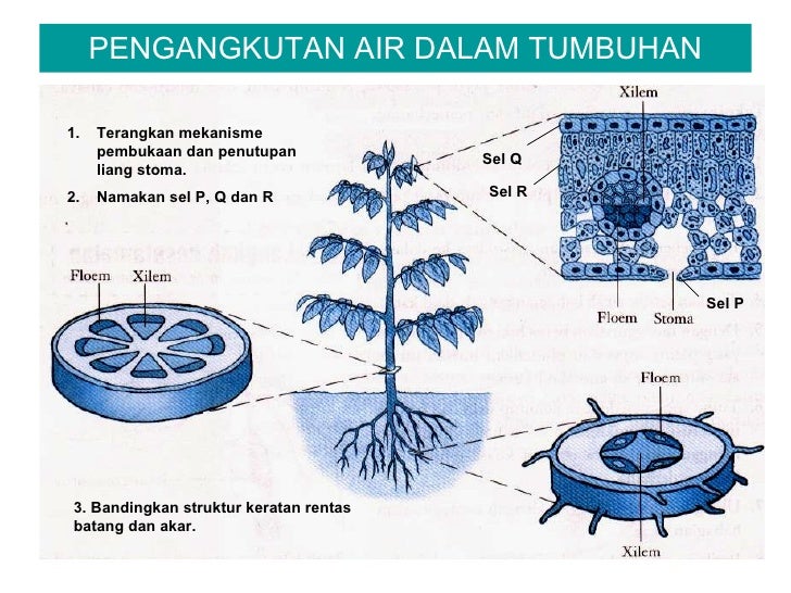 Cdf5 Pengangkutan