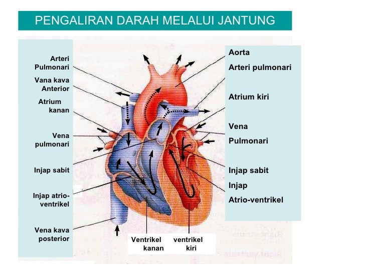 Cdf5 Pengangkutan
