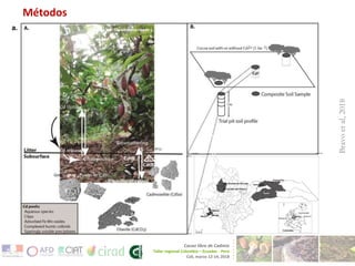 Investigaciones sore Cadmio en el Cacao Colombiano
