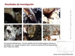 Investigaciones sore Cadmio en el Cacao Colombiano