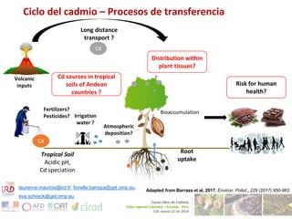 Cadmium bioaccumulation and gastric bioaccessibility in cacao: A field study in Ecuador 