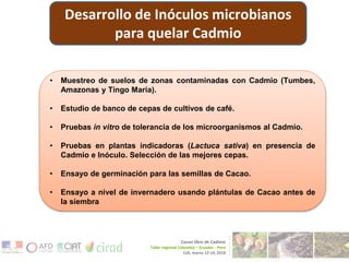 CENTRO DE INNOVACIÓN DEL CACAO PERÚ