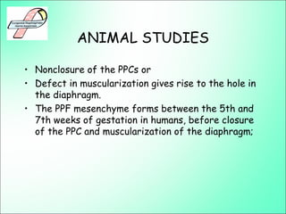 ANIMAL STUDIES
• Nonclosure of the PPCs or
• Defect in muscularization gives rise to the hole in
the diaphragm.
• The PPF mesenchyme forms between the 5th and
7th weeks of gestation in humans, before closure
of the PPC and muscularization of the diaphragm;
 