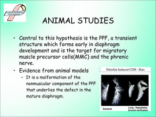 ANIMAL STUDIES
• Central to this hypothesis is the PPF, a transient
structure which forms early in diaphragm
development and is the target for migratory
muscle precursor cells(MMC) and the phrenic
nerve.
• Evidence from animal models
– It is a malformation of the
nonmuscular component of the PPF
that underlies the defect in the
mature diaphragm.
 