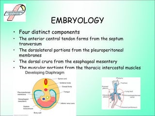 EMBRYOLOGY
• Four distinct components
• The anterior central tendon forms from the septum
tranversum
• The dorsolateral portions from the pleuroperitoneal
membranes
• The dorsal crura from the esophageal mesentery
• The muscular portions from the thoracic intercostal muscles
 